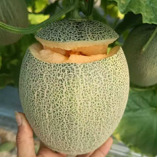 乐东县西州蜜25号晓蜜