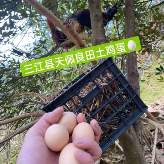 柳州土鸡蛋源头直供_农家散养土蛋_广西柳州三江县_五谷喂养