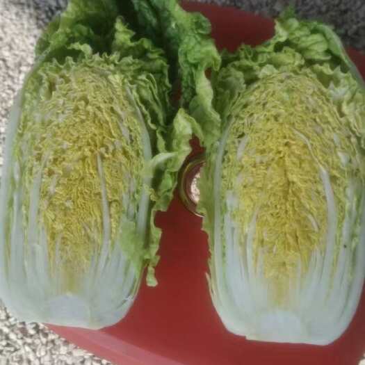 贵港广西贵港黄心娃娃菜整车发货产地直供新鲜叶菜类蔬菜批发代发