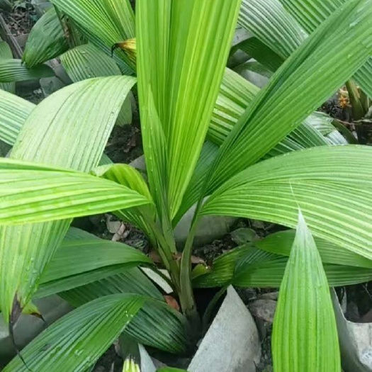 成都大叶仙茅