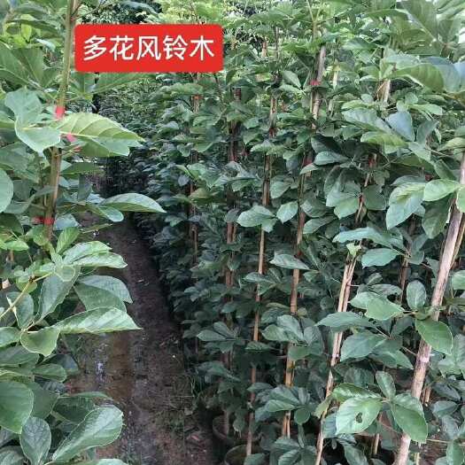 普宁市大量出售热销多花黄花风铃木1米高至15公分