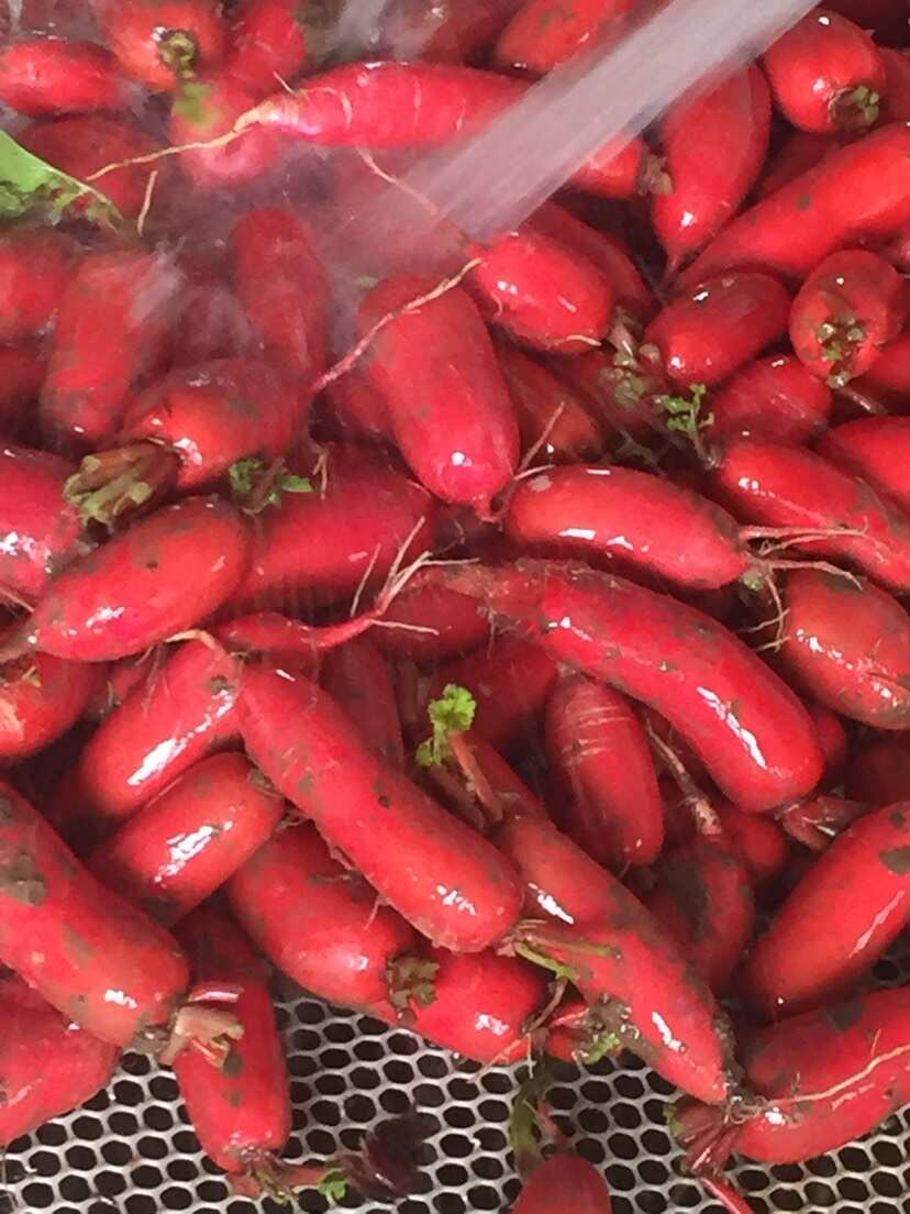 红皮萝卜 湖北当阳 红萝卜大量上市 产地直发 保质保量