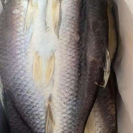 江门风乾草鱼，草鱼腊鱼非烟熏。