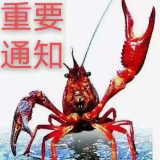 东莞市小龙虾批发