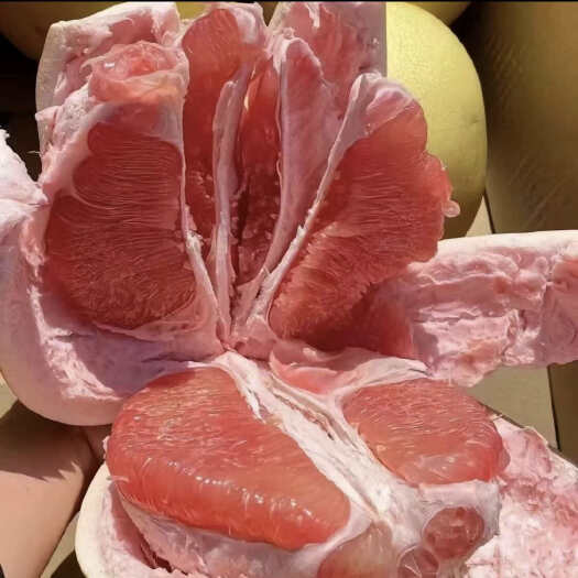 长沙柚子