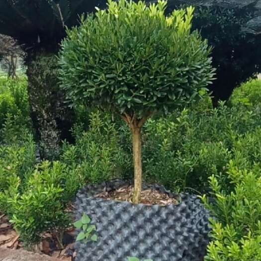 成都雀舌黄杨棒棒糖