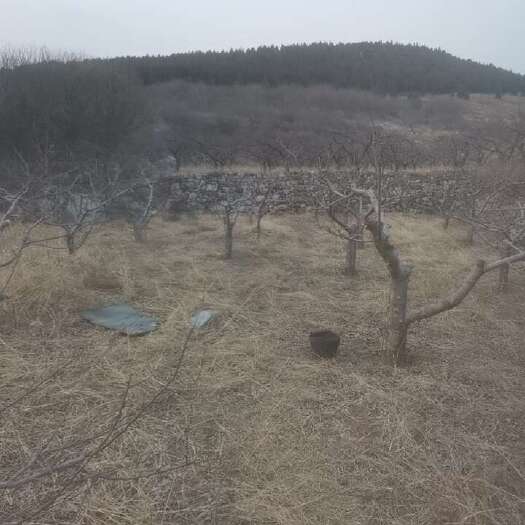济南苹果接穗