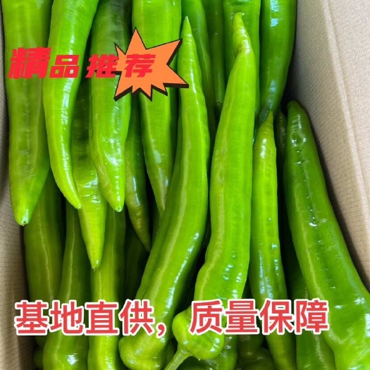 西昌市大凉山黄皮树椒，绿皮树椒，牛角椒 产地一手直发，质量保障