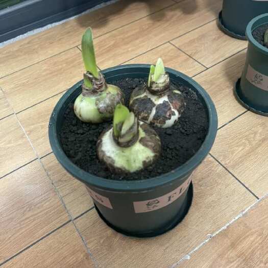 中山市广东中山精选盆栽景观植物苗木 批发零售 检验合格 品质稳定