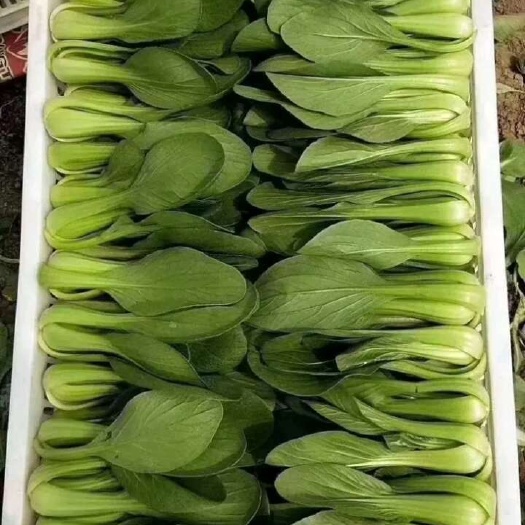 蚌埠上海青，小油菜
