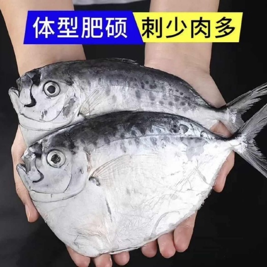 苏州飞刀鱼刀鲳鱼斧头鱼刀晶鱼目镜鱼扁鲳鱼平鲳鱼海鱼批发新鲜