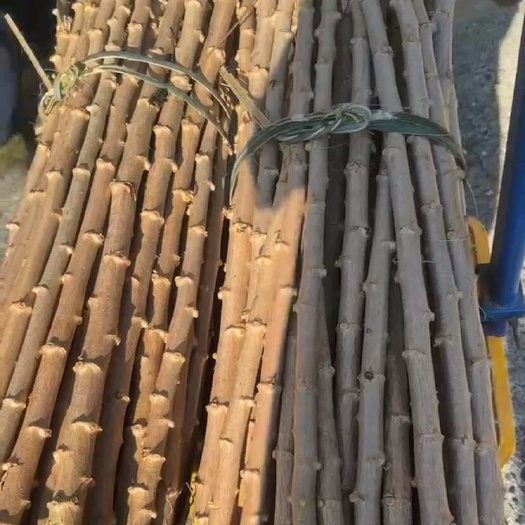 兴业县华南九  广西黄肉木薯种子 易发芽 好种植