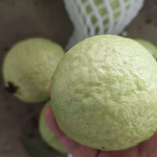 漳州漳州长泰新鲜西瓜红番石榴水果 热带特产新鲜健康口感好