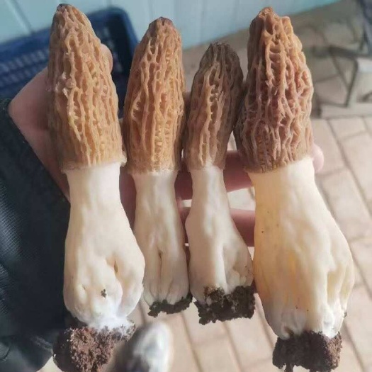 济南羊肚菌鲜货，干货