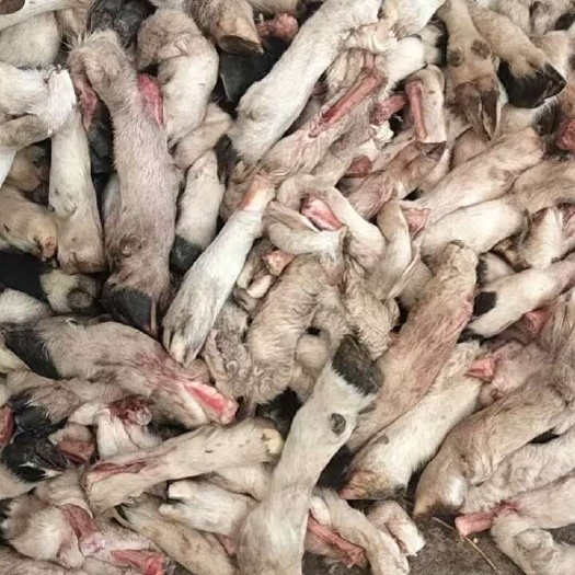 绵阳蹄毛蹄大量批发