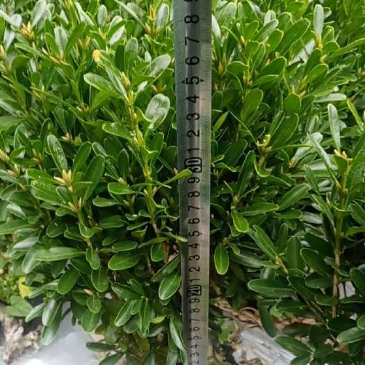 成都雀舌黄杨大杯