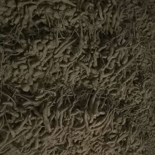 惠民县自己种的山药种