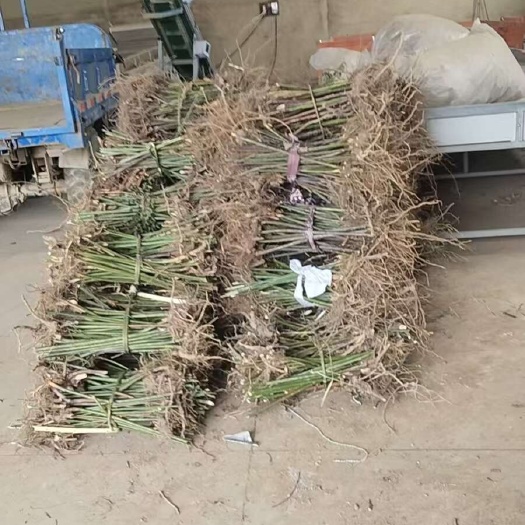 宣城正品大号掌叶覆盆子树苗红树莓水果中药材三月泡刺儿甜茶种复棚子