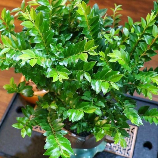 广州紫檀盆栽客厅桌面绿植黑骨茶室内书房好养小盆景装饰摆件阳台植物