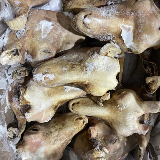 内蒙古精品火烧去毛羔羊头绵羊草地羊大羊头批发包邮饭店小摊商用