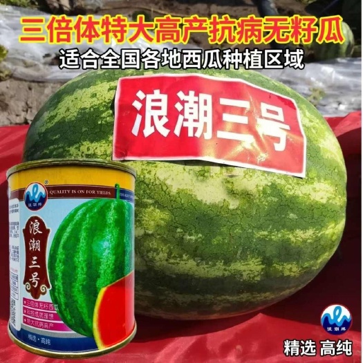 宿迁浪潮三号无籽西瓜种子