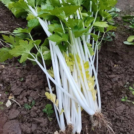 云南新鲜白芹菜现摘白杆细芹时令蔬菜水芹菜农家小芹菜西芹