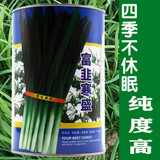 韭菜种子 富生―富韭寒盛 纯度高抗寒长势快抗病
