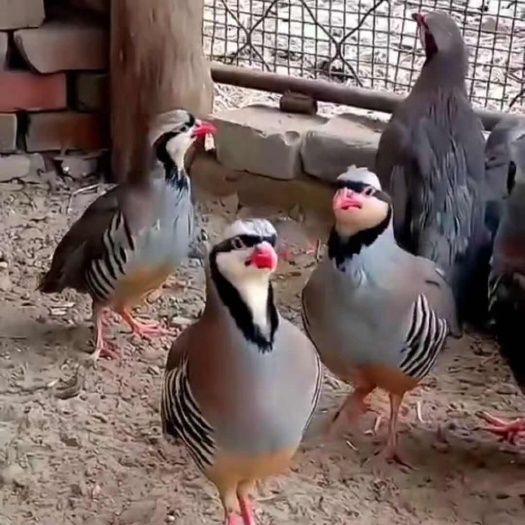 鹧鸪