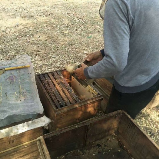 邱县出售蜜蜂卖意大利蜜蜂蜂群