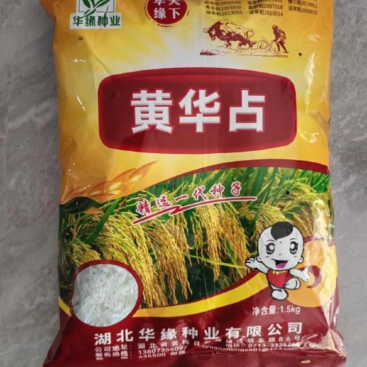 黄华占 常规优质水稻种子长粒稻种直播稻 1Kg 1.5Kg装