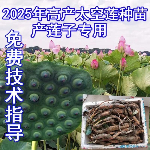 石城县太空莲36号藕苗高产莲子莲蓬种红花莲藕苗食用水果莲子种池田种