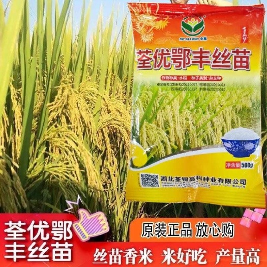 常德荃优鄂丰丝苗 正宗原装正品国审高产抗倒大穗优质杂交水稻谷种子