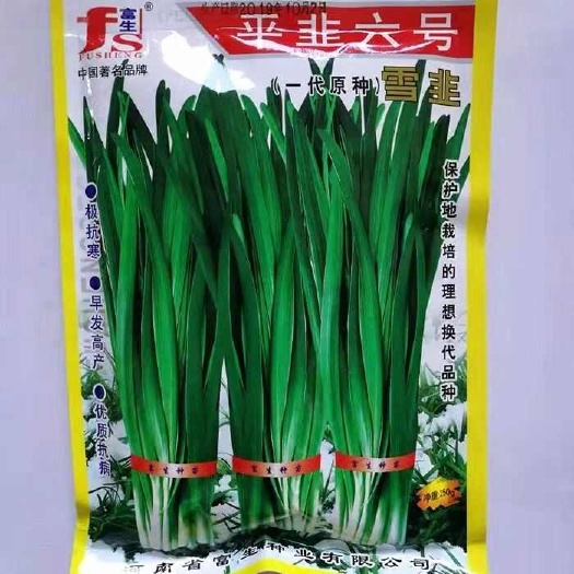 荥阳市韭菜种子平韭六号韭菜种子抗寒性极强冬季不休眠叶片肥厚韭菜种
