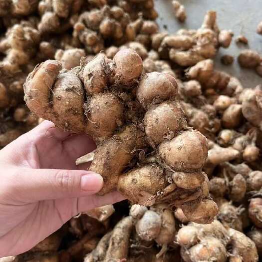 化州市新鲜沙姜现货供应沙姜种子