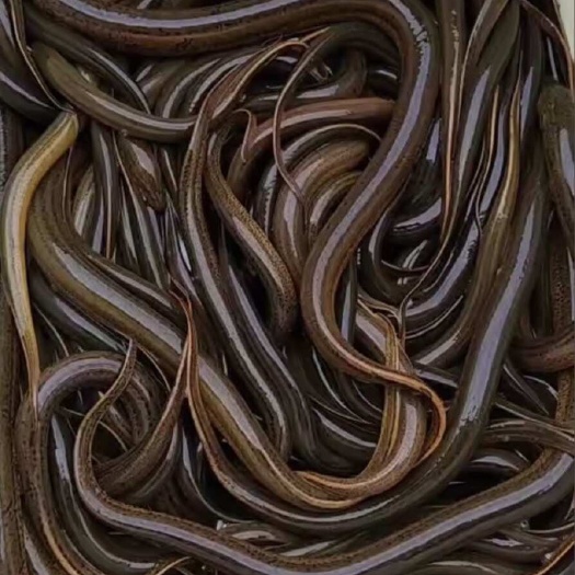 黄鳝高淳