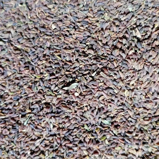 漳县北柴胡籽