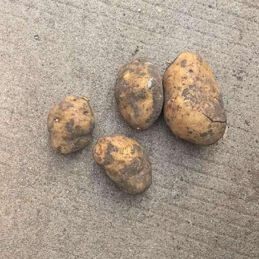 临沂荷兰15原种