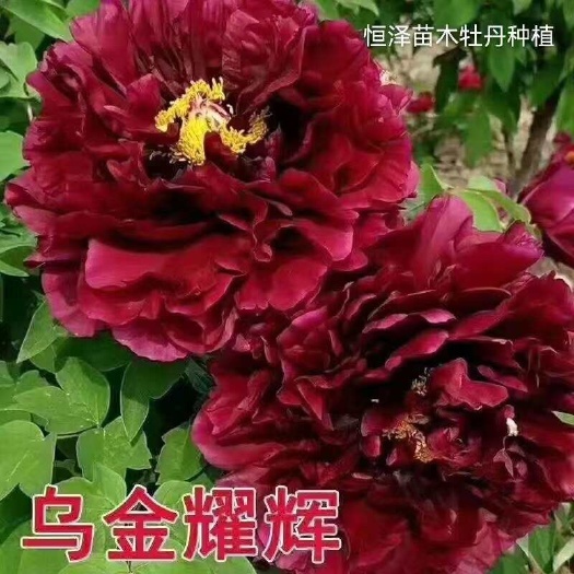 菏泽精品牡丹基地菏泽发货，可带盆带土发货，基地直销