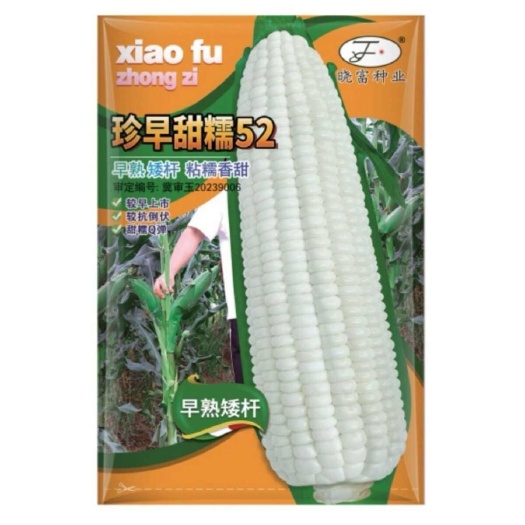 沭阳县珍早甜糯52 早熟矮秆粘糯香甜玉米种子皮薄肉嫩香糯Q弹白甜糯