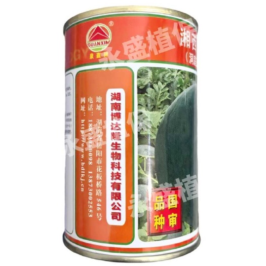 常德湘西瓜19号洞庭3号无籽西瓜种正宗薄皮黄心三倍体杂交西瓜