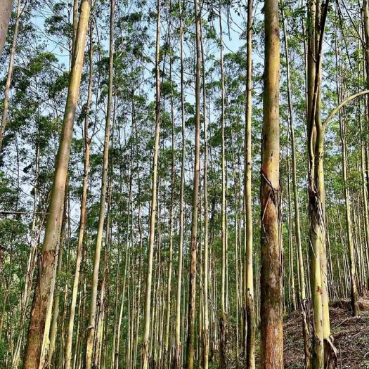 翁源县出800亩桉树广九品种，10公分大小。