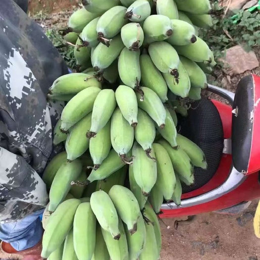 北海广西小米粉蕉