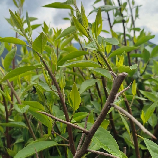 兰坪县柴火炒野生青刺尖茶（菜）：天然青霉素，下火王，夏天就吃它。