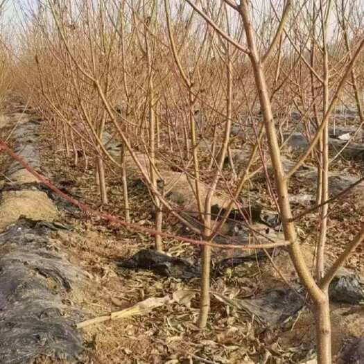 运城山西运城桃树3～8公分都有货需要的联系我