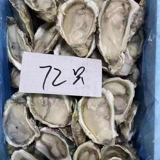 成都厂家直销，生蚝，欢迎咨询联系，批发价