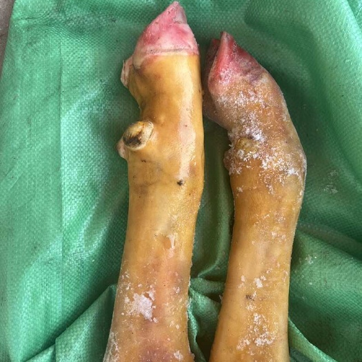 火燎牛蹄 火烧毛 散装冷冻 物流专线 保质期12-18个月