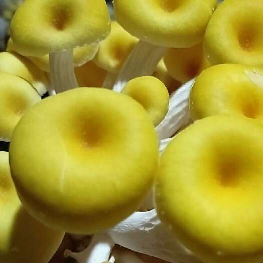 安陆市鸡油菌