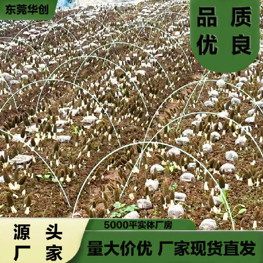 东莞市玻璃纤维栱棚杆育苗保温棚遮阳棚新型羊肚菌小栱棚可取代竹片铁丝