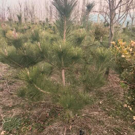 郯城县黑松，高1米左右高，冠70厘米左右，毛坯苗。