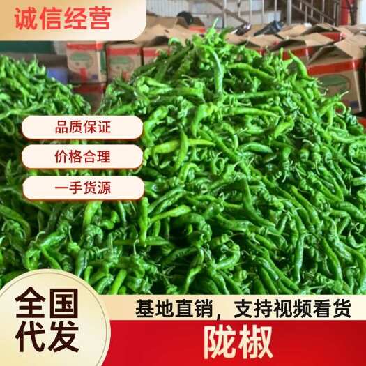 徐闻县湛江徐闻陇椒大量有货，基地直发，一手货源，电商市场可发